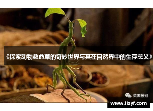 《探索动物救命草的奇妙世界与其在自然界中的生存意义》